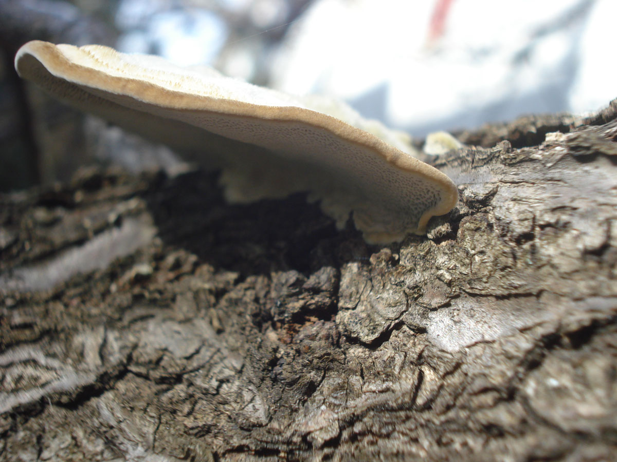 strano fungo (Trametes hirsuta)